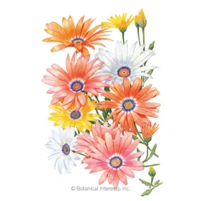 Cape Marigold African Daisy Seeds