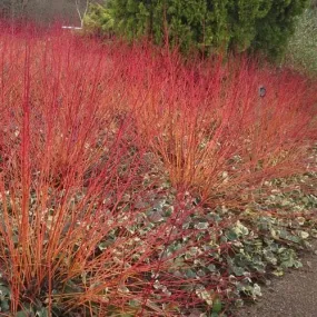 Cornus sanguinea Anny's Winter Orange 9cm Pot (6'' tall)