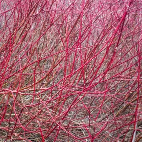 Dwarf Red Twig Dogwood - Cornus sericea 'Farrow' Arctic Fire®