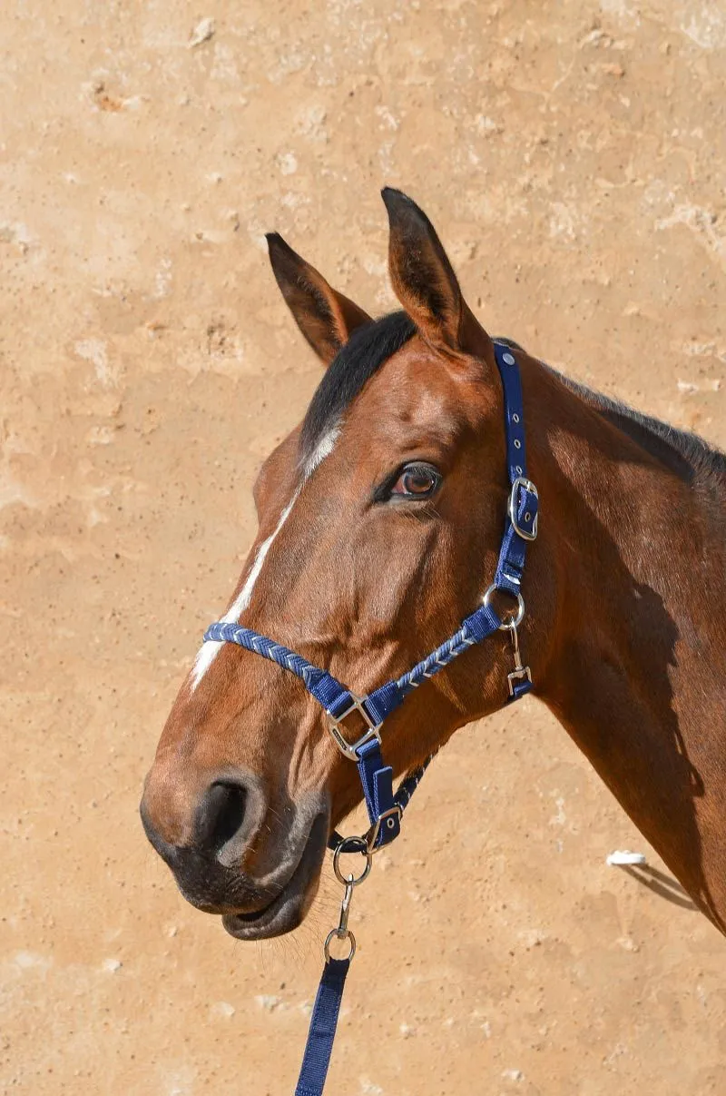 Hacker Halter & Lead Rope